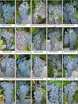 Temperature differences between sites lead to altered phenylpropanoid metabolism in a varietal dependent manner